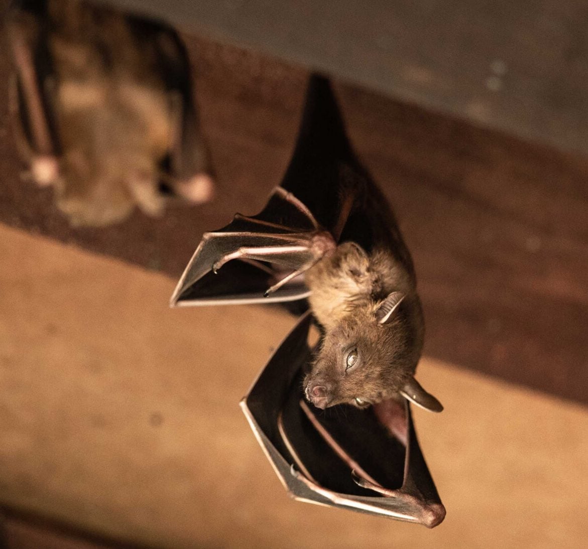 Wildlife-Bats in Chattanooga